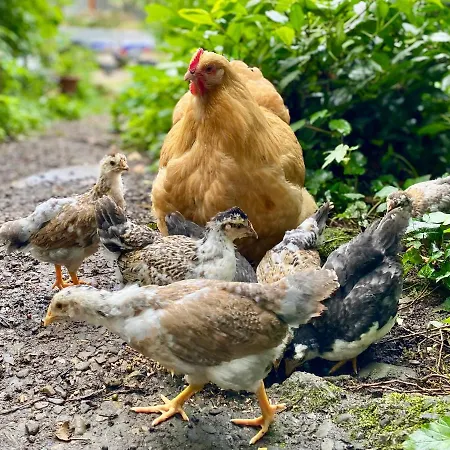 Gronocottage Διαμέρισμα *