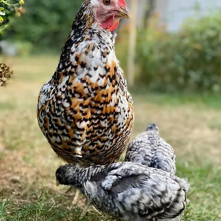 Διαμέρισμα Gronocottage *