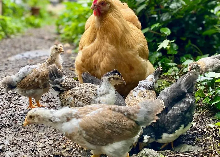 Gronocottage Appartamento *