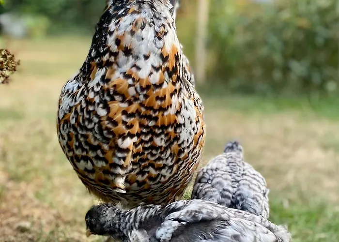 Appartamento Gronocottage *